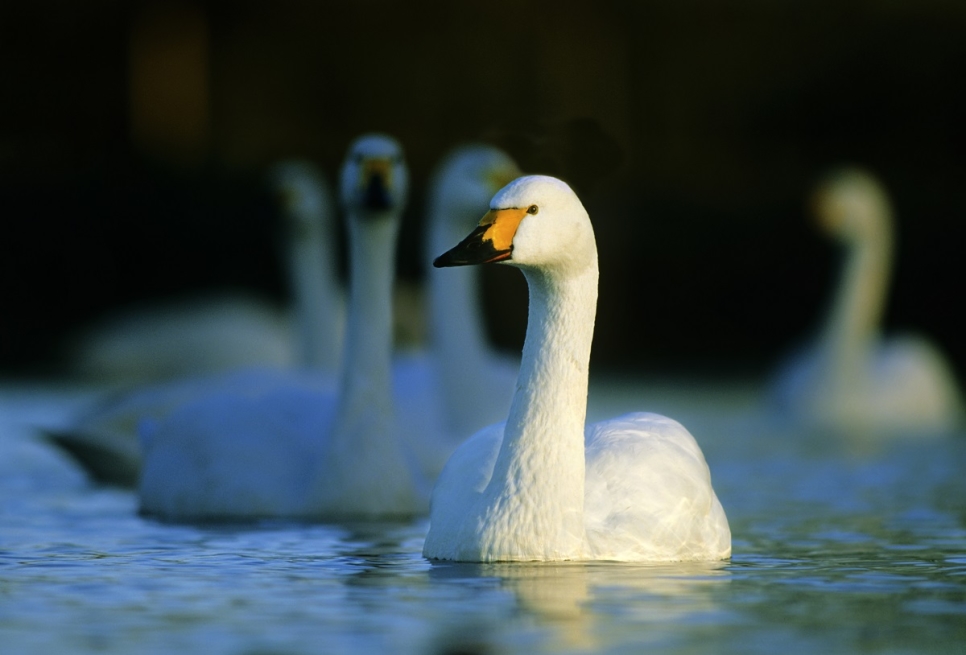 Evening with the Swans 